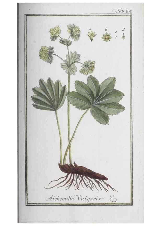 Reproducción/Reproduction 46455517064: Icones plantarum medicinalium.. Nürnberg :auf Kosten der Raspischen Buchhandlung,1779-1790. 
