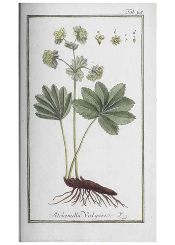 Reproducción/Reproduction 46455517064: Icones plantarum medicinalium.. Nürnberg :auf Kosten der Raspischen Buchhandlung,1779-1790. 