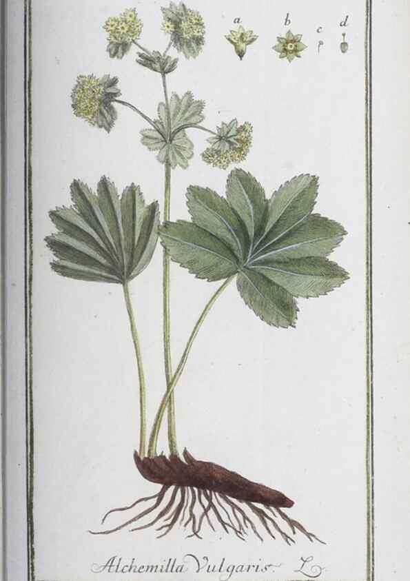 Reproducción/Reproduction 46455517064: Icones plantarum medicinalium.. Nürnberg :auf Kosten der Raspischen Buchhandlung,1779-1790. 