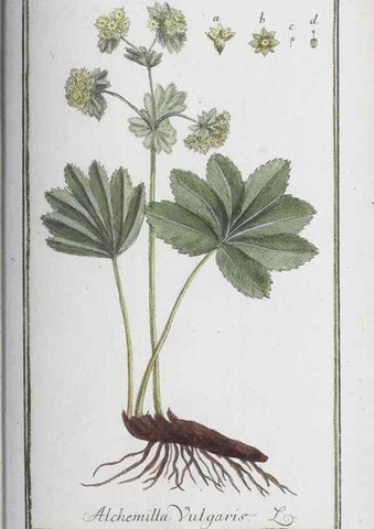 Reproducción/Reproduction 46455517064: Icones plantarum medicinalium.. Nürnberg :auf Kosten der Raspischen Buchhandlung,1779-1790. 