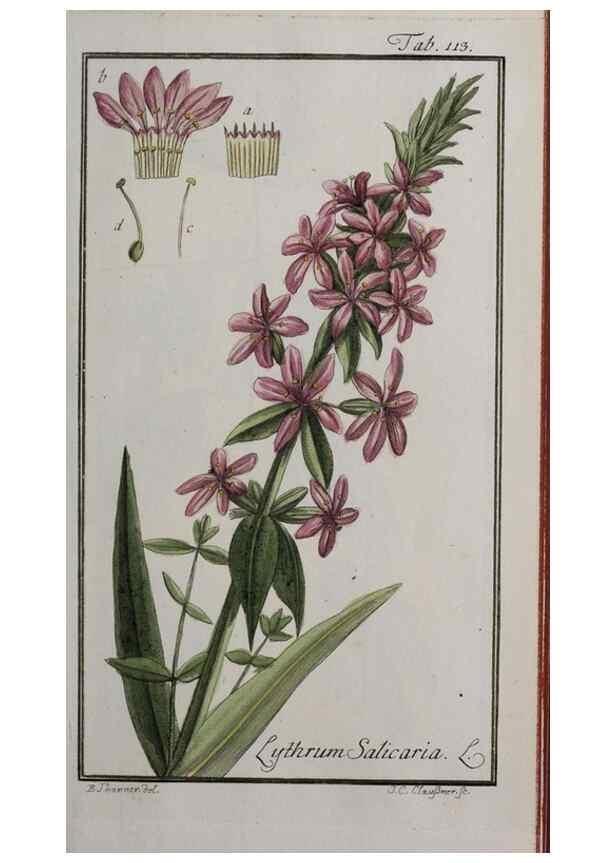 Reproducción/Reproduction 40214321423: Icones plantarum medicinalium.. Nürnberg :auf Kosten der Raspischen Buchhandlung,1779-1790. 