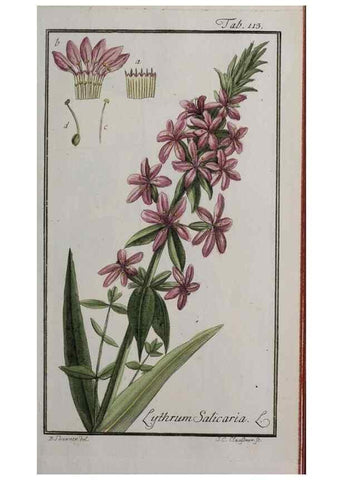 Reproducción/Reproduction 40214321423: Icones plantarum medicinalium.. Nürnberg :auf Kosten der Raspischen Buchhandlung,1779-1790. 