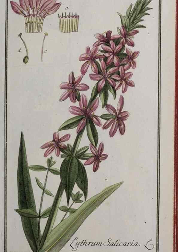 Reproducción/Reproduction 40214321423: Icones plantarum medicinalium.. Nürnberg :auf Kosten der Raspischen Buchhandlung,1779-1790. 
