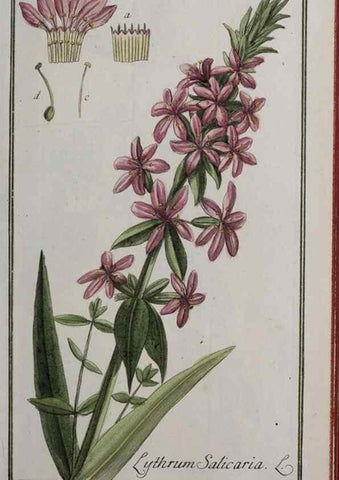 Reproducción/Reproduction 40214321423: Icones plantarum medicinalium.. Nürnberg :auf Kosten der Raspischen Buchhandlung,1779-1790. 