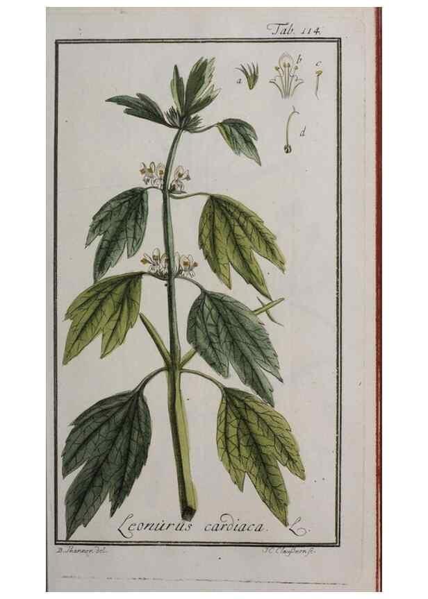 Reproducción/Reproduction 33303907668: Icones plantarum medicinalium.. Nürnberg :auf Kosten der Raspischen Buchhandlung,1779-1790. 
