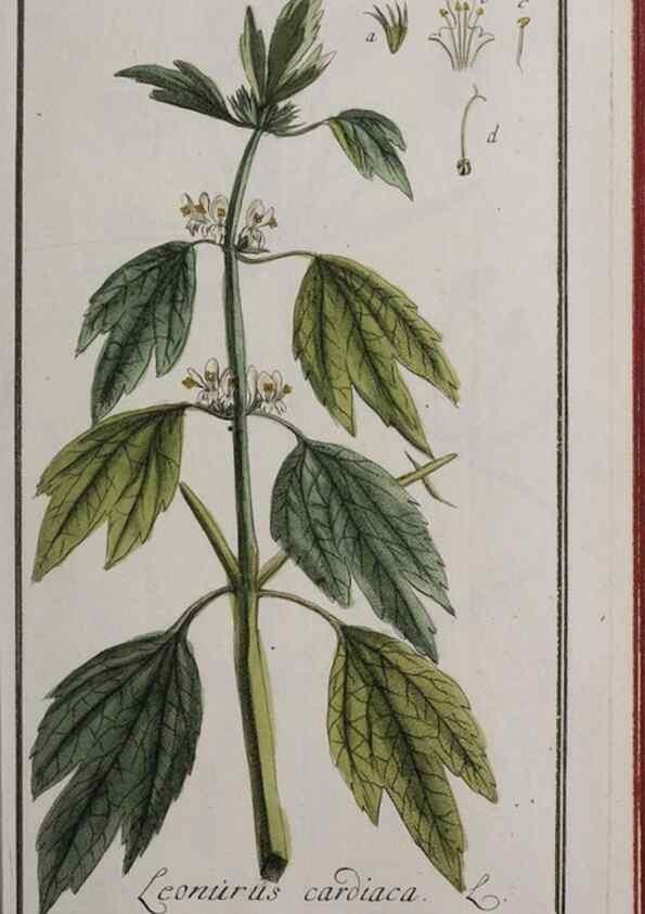 Reproducción/Reproduction 33303907668: Icones plantarum medicinalium.. Nürnberg :auf Kosten der Raspischen Buchhandlung,1779-1790. 