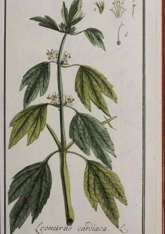 Reproducción/Reproduction 33303907668: Icones plantarum medicinalium.. Nürnberg :auf Kosten der Raspischen Buchhandlung,1779-1790. 
