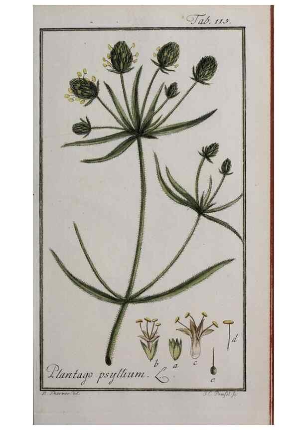 Reproducción/Reproduction 46455660534: Icones plantarum medicinalium.. Nürnberg :auf Kosten der Raspischen Buchhandlung,1779-1790. 