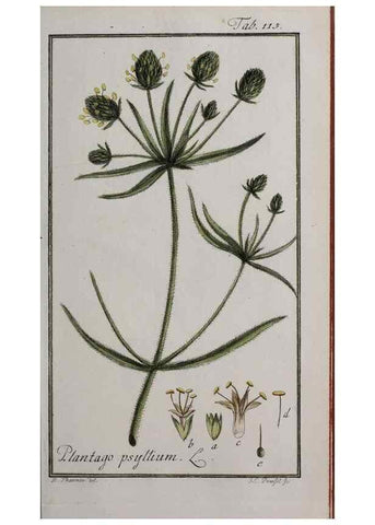 Reproducción/Reproduction 46455660534: Icones plantarum medicinalium.. Nürnberg :auf Kosten der Raspischen Buchhandlung,1779-1790. 