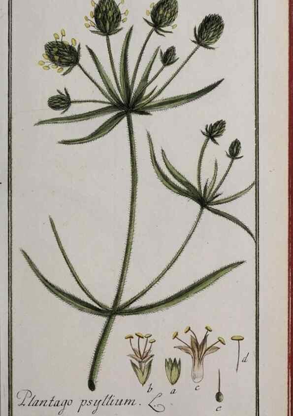 Reproducción/Reproduction 46455660534: Icones plantarum medicinalium.. Nürnberg :auf Kosten der Raspischen Buchhandlung,1779-1790. 