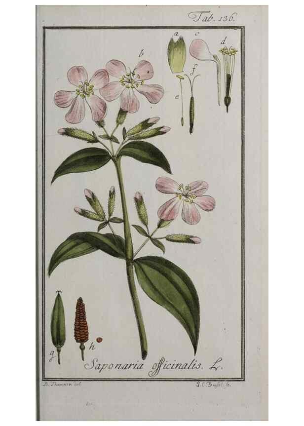 Reproducción/Reproduction 47179184101: Icones plantarum medicinalium.. Nürnberg :auf Kosten der Raspischen Buchhandlung,1779-1790. 