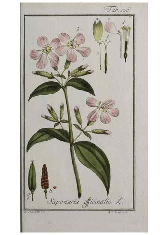 Reproducción/Reproduction 47179184101: Icones plantarum medicinalium.. Nürnberg :auf Kosten der Raspischen Buchhandlung,1779-1790. 