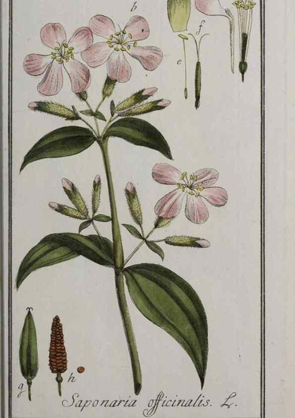 Reproducción/Reproduction 47179184101: Icones plantarum medicinalium.. Nürnberg :auf Kosten der Raspischen Buchhandlung,1779-1790. 