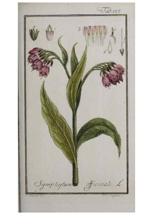 Reproducción/Reproduction 47179184891: Icones plantarum medicinalium.. Nürnberg :auf Kosten der Raspischen Buchhandlung,1779-1790. 