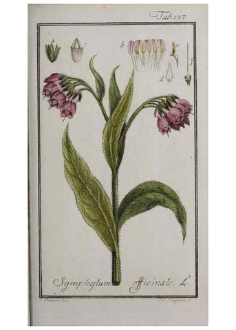 Reproducción/Reproduction 47179184891: Icones plantarum medicinalium.. Nürnberg :auf Kosten der Raspischen Buchhandlung,1779-1790. 