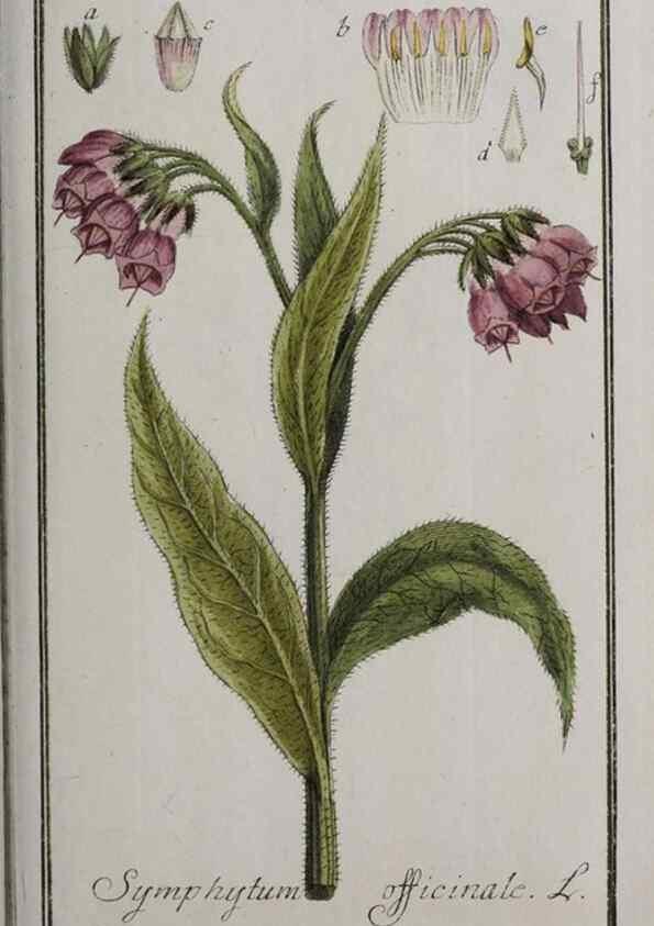 Reproducción/Reproduction 47179184891: Icones plantarum medicinalium.. Nürnberg :auf Kosten der Raspischen Buchhandlung,1779-1790. 
