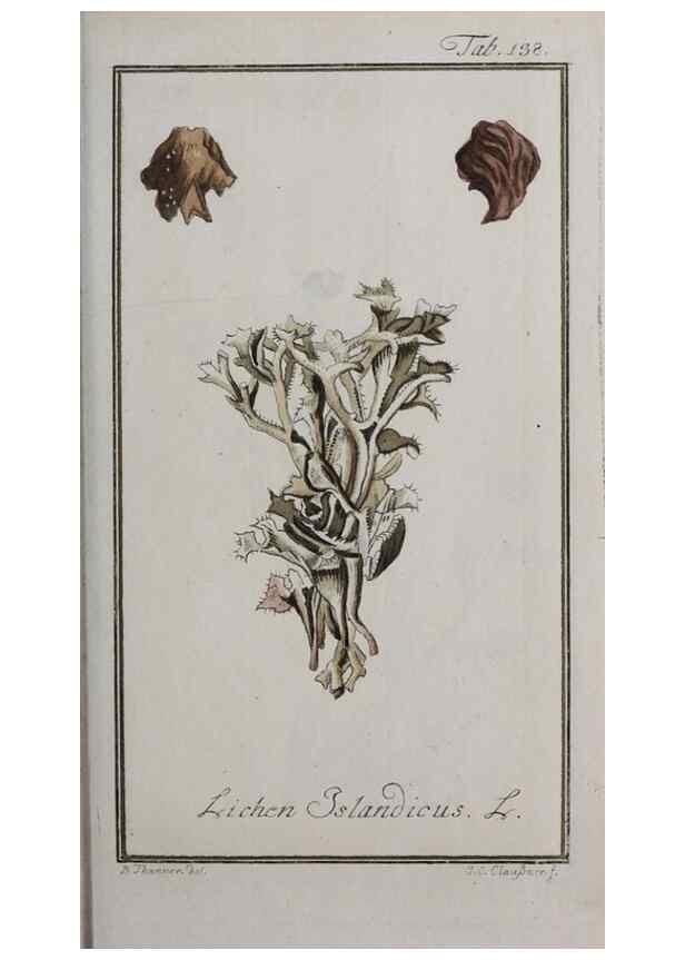 Reproducción/Reproduction 46455679624: Icones plantarum medicinalium.. Nürnberg :auf Kosten der Raspischen Buchhandlung,1779-1790. 