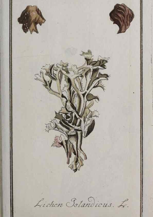 Reproducción/Reproduction 46455679624: Icones plantarum medicinalium.. Nürnberg :auf Kosten der Raspischen Buchhandlung,1779-1790. 