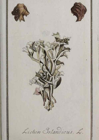 Reproducción/Reproduction 46455679624: Icones plantarum medicinalium.. Nürnberg :auf Kosten der Raspischen Buchhandlung,1779-1790. 