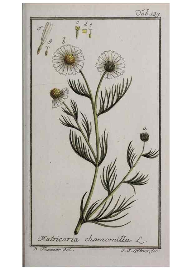 Reproducción/Reproduction 32237435657: Icones plantarum medicinalium.. Nürnberg :auf Kosten der Raspischen Buchhandlung,1779-1790. 