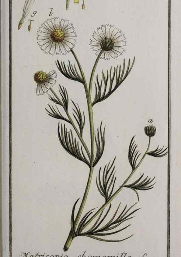 Reproducción/Reproduction 32237435657: Icones plantarum medicinalium.. Nürnberg :auf Kosten der Raspischen Buchhandlung,1779-1790. 