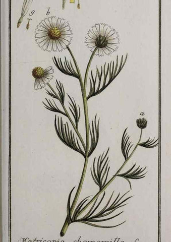 Reproducción/Reproduction 32237435657: Icones plantarum medicinalium.. Nürnberg :auf Kosten der Raspischen Buchhandlung,1779-1790. 