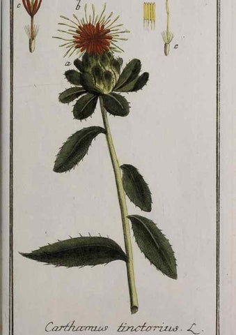 Reproducción/Reproduction 47127366172: Icones plantarum medicinalium.. Nürnberg :auf Kosten der Raspischen Buchhandlung,1779-1790. 
