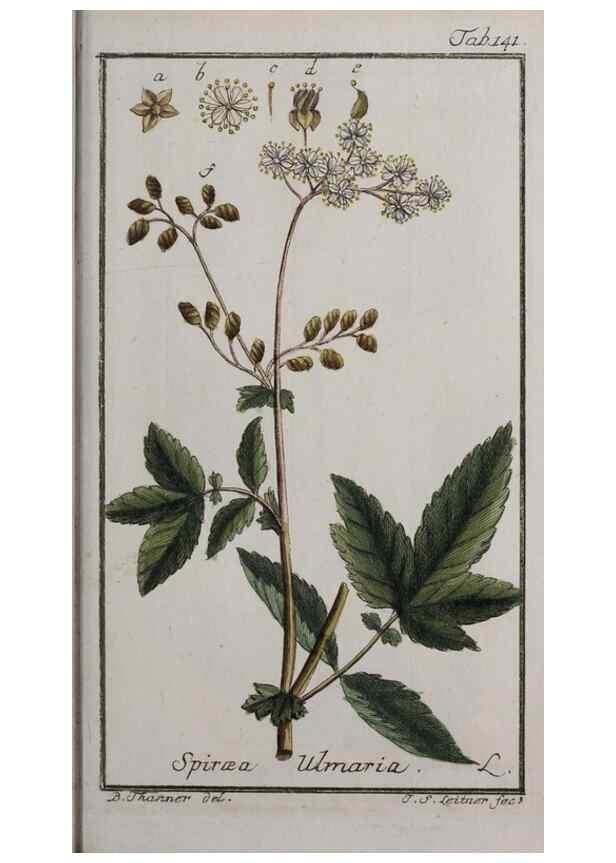 Reproducción/Reproduction 46455683894: Icones plantarum medicinalium.. Nürnberg :auf Kosten der Raspischen Buchhandlung,1779-1790. 
