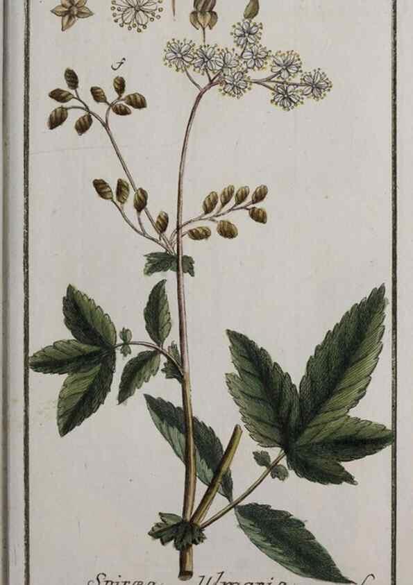 Reproducción/Reproduction 46455683894: Icones plantarum medicinalium.. Nürnberg :auf Kosten der Raspischen Buchhandlung,1779-1790. 