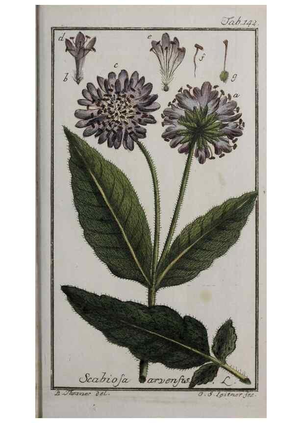 Reproducción/Reproduction 46455685744: Icones plantarum medicinalium.. Nürnberg :auf Kosten der Raspischen Buchhandlung,1779-1790. 