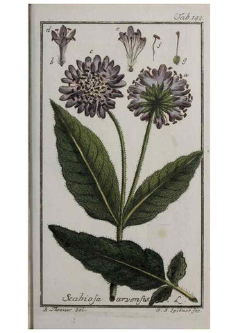 Reproducción/Reproduction 46455685744: Icones plantarum medicinalium.. Nürnberg :auf Kosten der Raspischen Buchhandlung,1779-1790. 