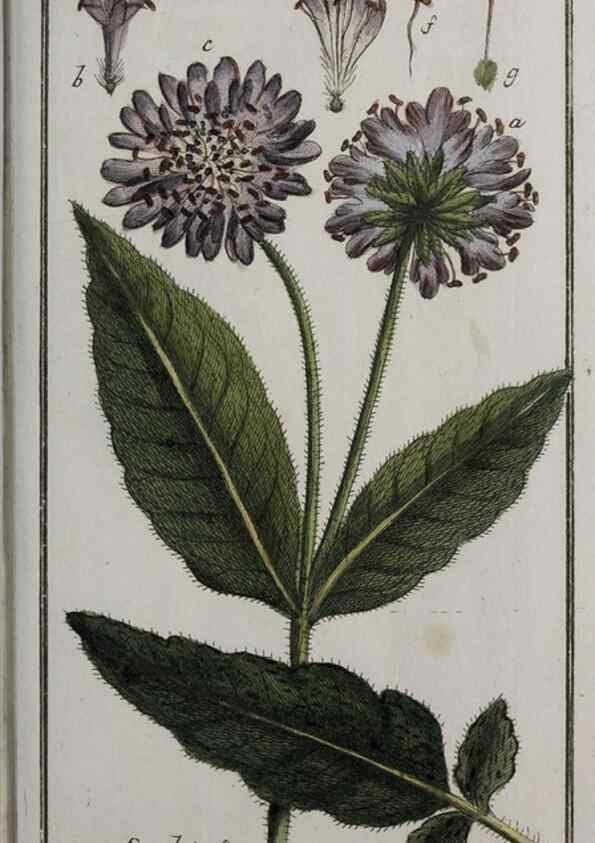 Reproducción/Reproduction 46455685744: Icones plantarum medicinalium.. Nürnberg :auf Kosten der Raspischen Buchhandlung,1779-1790. 
