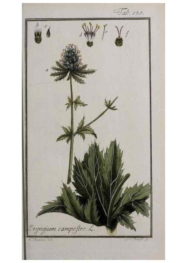 Reproducción/Reproduction 47127361252: Icones plantarum medicinalium.. Nürnberg :auf Kosten der Raspischen Buchhandlung,1779-1790. 