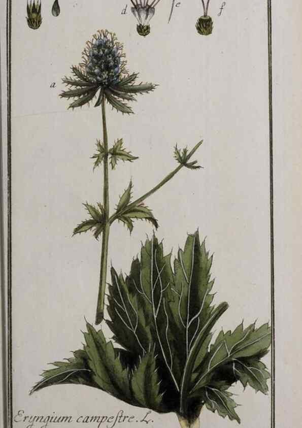 Reproducción/Reproduction 47127361252: Icones plantarum medicinalium.. Nürnberg :auf Kosten der Raspischen Buchhandlung,1779-1790. 
