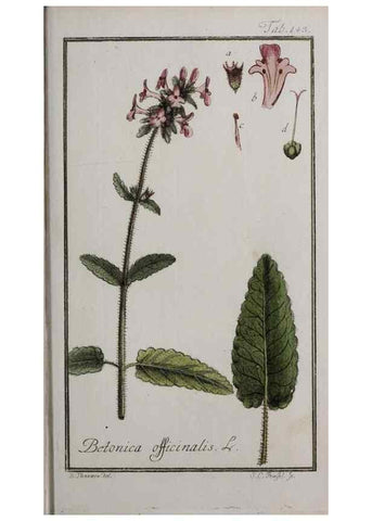 Reproducción/Reproduction 33303932848: Icones plantarum medicinalium.. Nürnberg :auf Kosten der Raspischen Buchhandlung,1779-1790. 