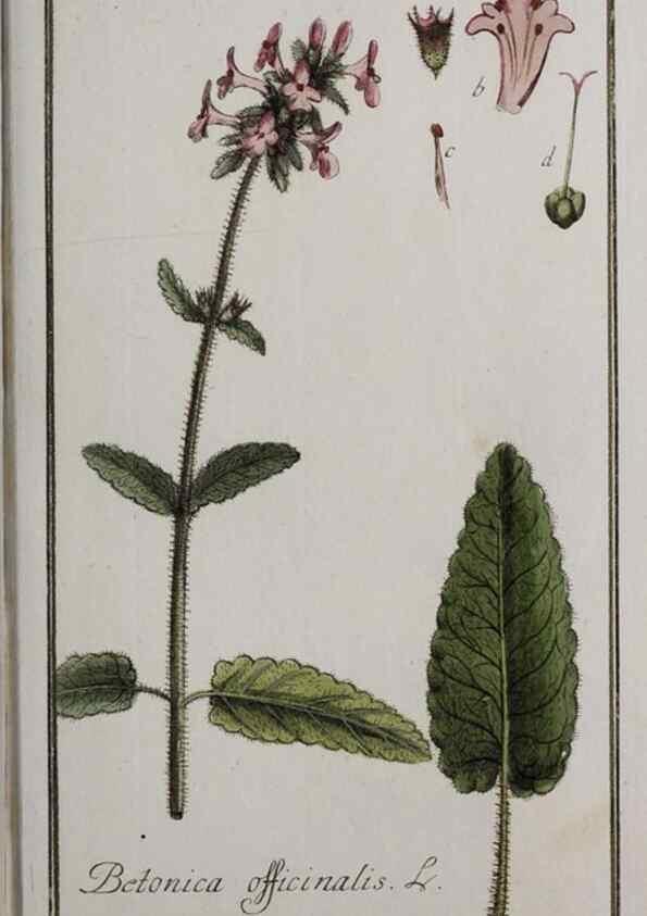 Reproducción/Reproduction 33303932848: Icones plantarum medicinalium.. Nürnberg :auf Kosten der Raspischen Buchhandlung,1779-1790. 