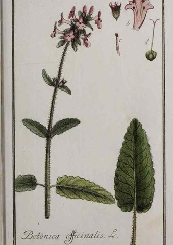 Reproducción/Reproduction 33303932848: Icones plantarum medicinalium.. Nürnberg :auf Kosten der Raspischen Buchhandlung,1779-1790. 