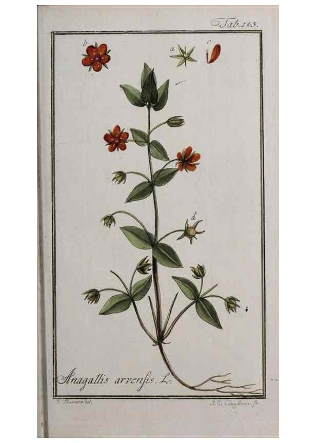 Reproducción/Reproduction 40214355683: Icones plantarum medicinalium.. Nürnberg :auf Kosten der Raspischen Buchhandlung,1779-1790. 