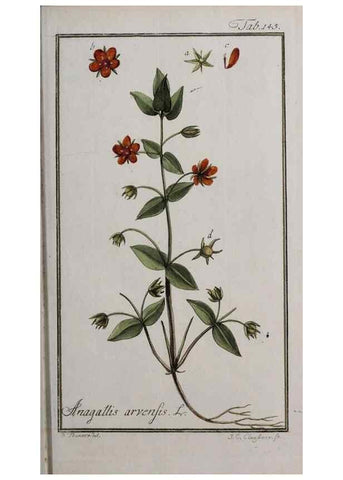 Reproducción/Reproduction 40214355683: Icones plantarum medicinalium.. Nürnberg :auf Kosten der Raspischen Buchhandlung,1779-1790. 