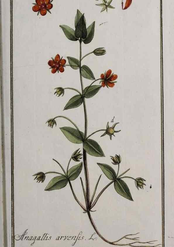 Reproducción/Reproduction 40214355683: Icones plantarum medicinalium.. Nürnberg :auf Kosten der Raspischen Buchhandlung,1779-1790. 