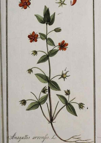 Reproducción/Reproduction 40214355683: Icones plantarum medicinalium.. Nürnberg :auf Kosten der Raspischen Buchhandlung,1779-1790. 