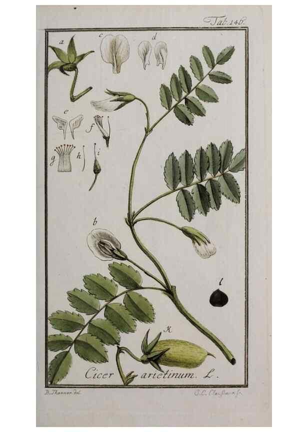 Reproducción/Reproduction 46265018135: Icones plantarum medicinalium.. Nürnberg :auf Kosten der Raspischen Buchhandlung,1779-1790. 