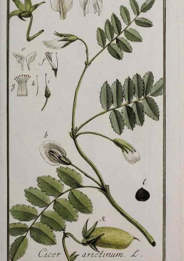 Reproducción/Reproduction 46265018135: Icones plantarum medicinalium.. Nürnberg :auf Kosten der Raspischen Buchhandlung,1779-1790. 