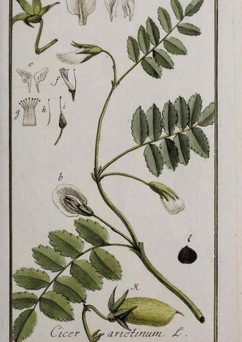 Reproducción/Reproduction 46265018135: Icones plantarum medicinalium.. Nürnberg :auf Kosten der Raspischen Buchhandlung,1779-1790. 