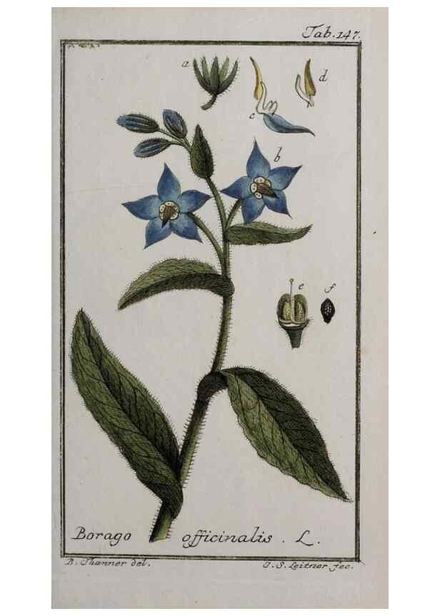 Reproducción/Reproduction 33303938048: Icones plantarum medicinalium.. Nürnberg :auf Kosten der Raspischen Buchhandlung,1779-1790. 