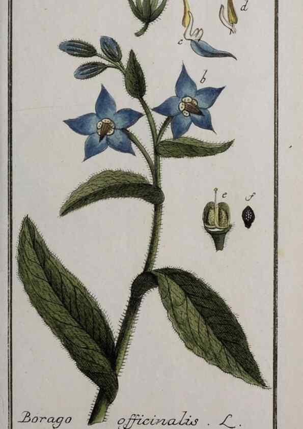 Reproducción/Reproduction 33303938048: Icones plantarum medicinalium.. Nürnberg :auf Kosten der Raspischen Buchhandlung,1779-1790. 