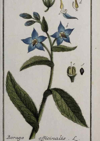Reproducción/Reproduction 33303938048: Icones plantarum medicinalium.. Nürnberg :auf Kosten der Raspischen Buchhandlung,1779-1790. 