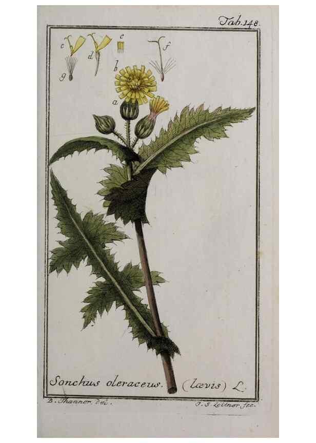 Reproducción/Reproduction 32237446437: Icones plantarum medicinalium.. Nürnberg :auf Kosten der Raspischen Buchhandlung,1779-1790. 