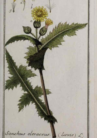 Reproducción/Reproduction 32237446437: Icones plantarum medicinalium.. Nürnberg :auf Kosten der Raspischen Buchhandlung,1779-1790. 