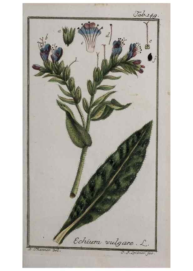 Reproducción/Reproduction 32237447587: Icones plantarum medicinalium.. Nürnberg :auf Kosten der Raspischen Buchhandlung,1779-1790. 